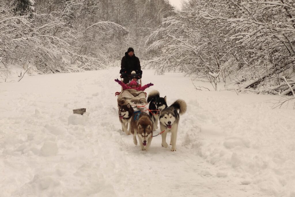 Small clearance sled dogs