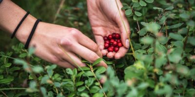 smalllapland-picking-lingonberries-soulcamp